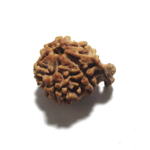 Ganesh Rudraksha