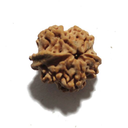 Ganesh Rudraksha