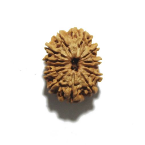 Thirteen Mukhi Nepali Rudraksha