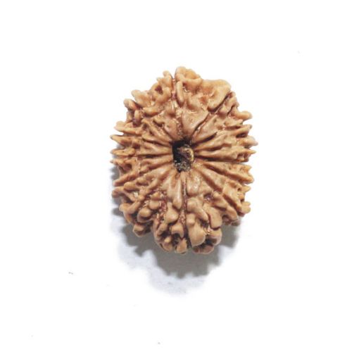 Thirteen Mukhi Nepali Rudraksha