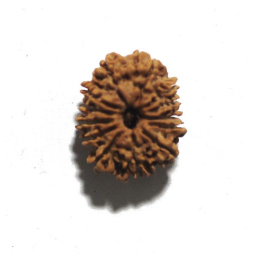 Thirteen Mukhi Nepali Rudraksha