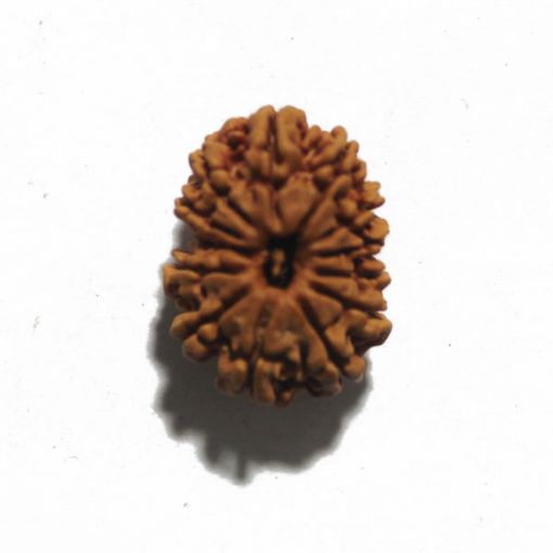 Thirteen Mukhi Nepali Rudraksha