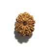 Twelve Mukhi Nepali Rudraksha