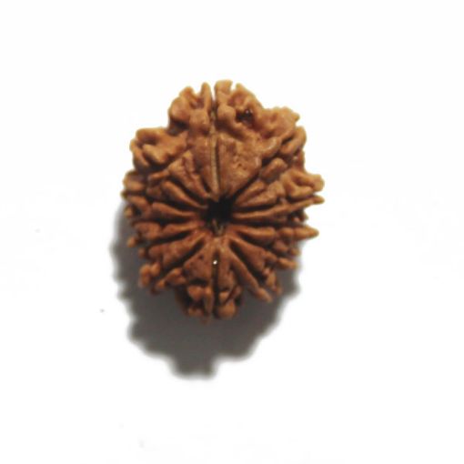 Twelve Mukhi Nepali Rudraksha