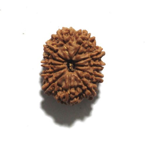 Twelve Mukhi Nepali Rudraksha