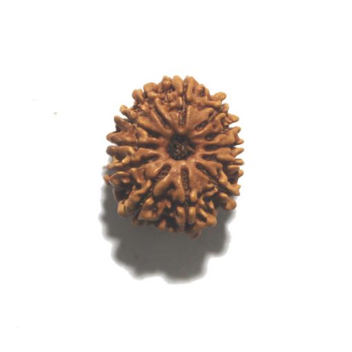 Twelve Mukhi Nepali Rudraksha