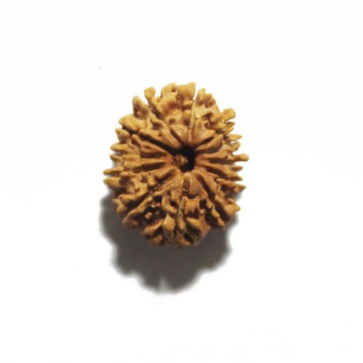 Twelve Mukhi Nepali Rudraksha