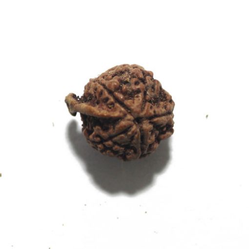 Ganesh Rudraksha