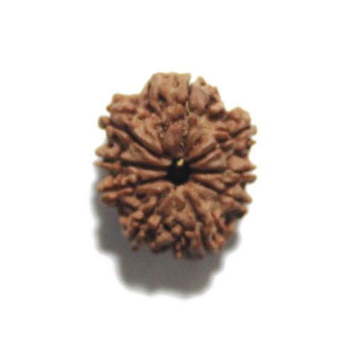 Nine Mukhi Nepali Rudraksha
