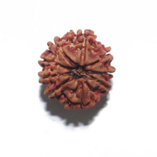 Nine Mukhi Nepali Rudraksha