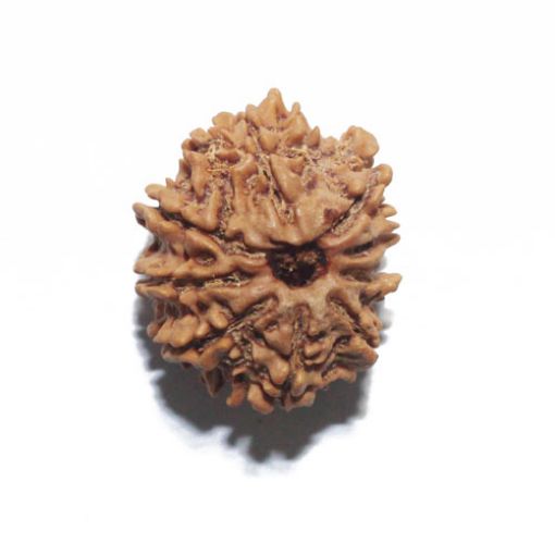 Nine Mukhi Nepali Rudraksha