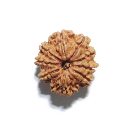 Nine Mukhi Nepali Rudraksha