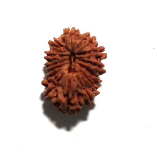 Fourteen Mukhi Nepali Rudraksha
