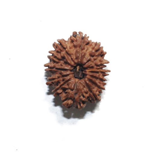Fourteen Mukhi Nepali Rudraksha