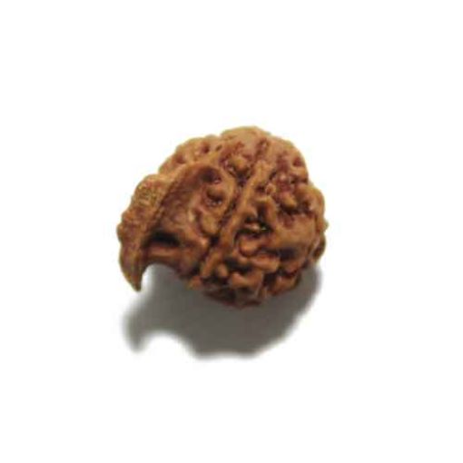 Ganesh Rudraksha