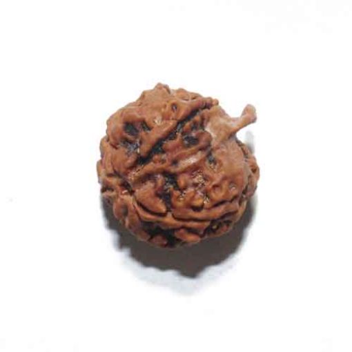 Ganesh Rudraksha