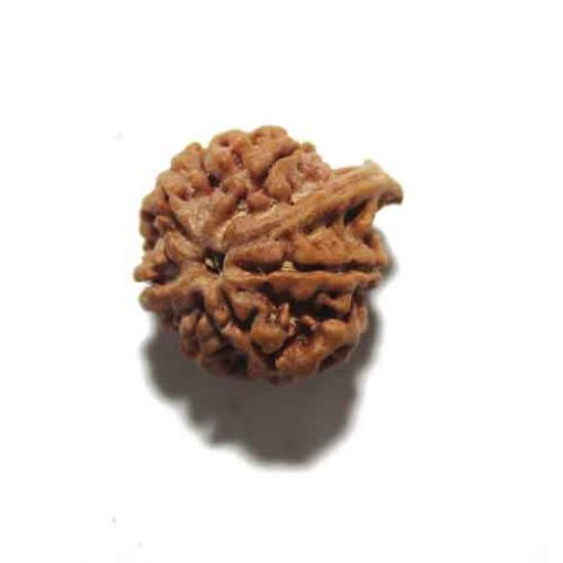 Ganesh Rudraksha