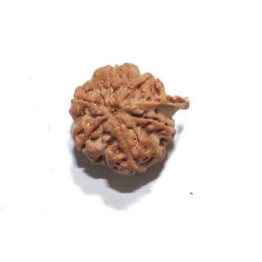 Ganesh Rudraksha