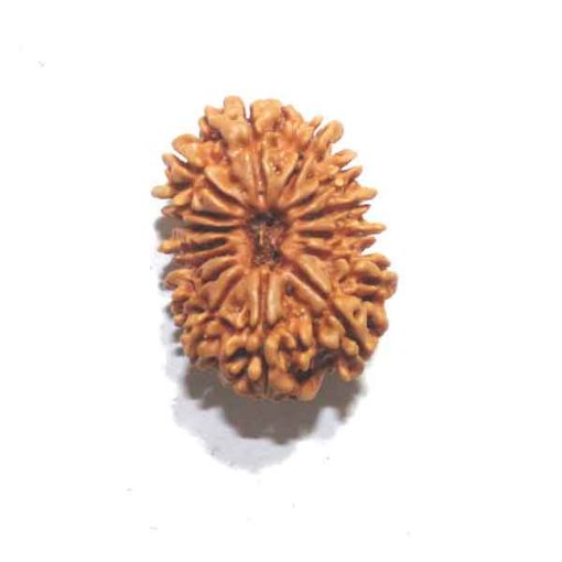 Fifteen Mukhi Rudraksha