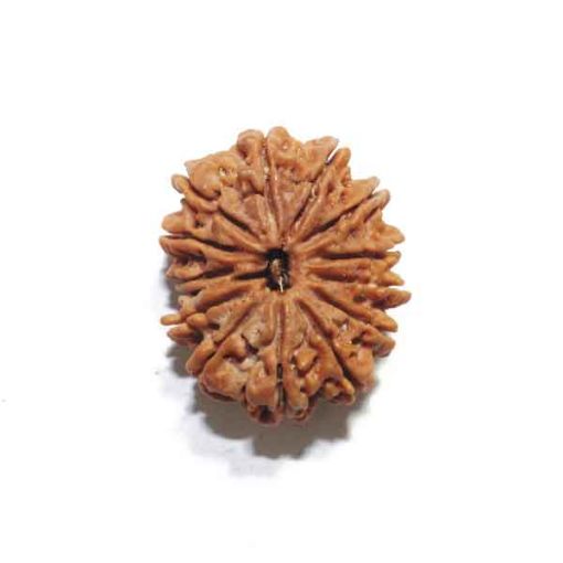 14 Mukhi Nepali Rudraksha