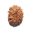14 Mukhi Nepali Rudraksha