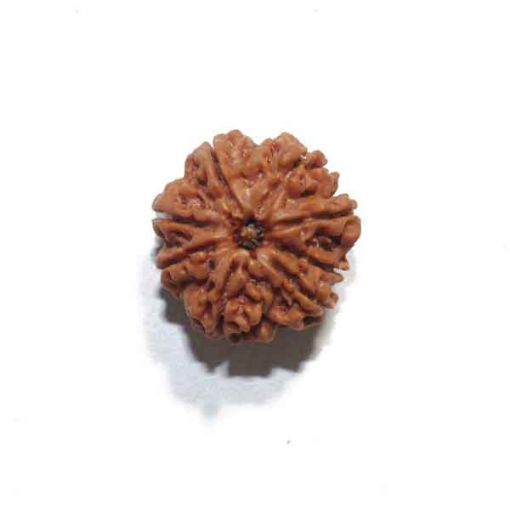 Eight Mukhi Rudraksha