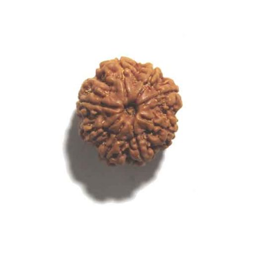 Eight Mukhi Rudraksha