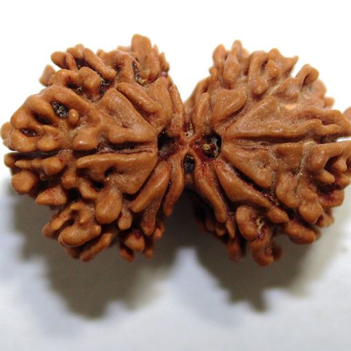 Gauri Shankar Rudraksha
