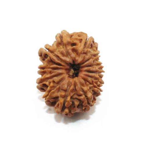 Thirteen Mukhi Nepali Rudraksha