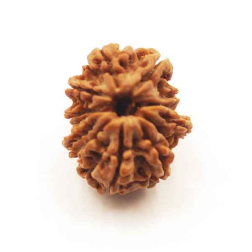 Thirteen Mukhi Nepali Rudraksha