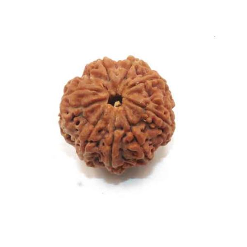 Eight Mukhi Rudraksha
