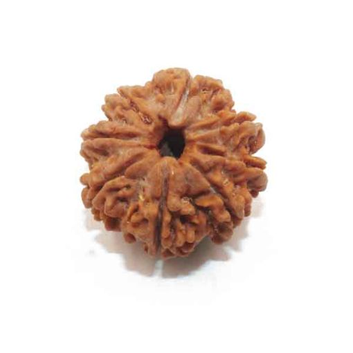 Eight Mukhi Rudraksha