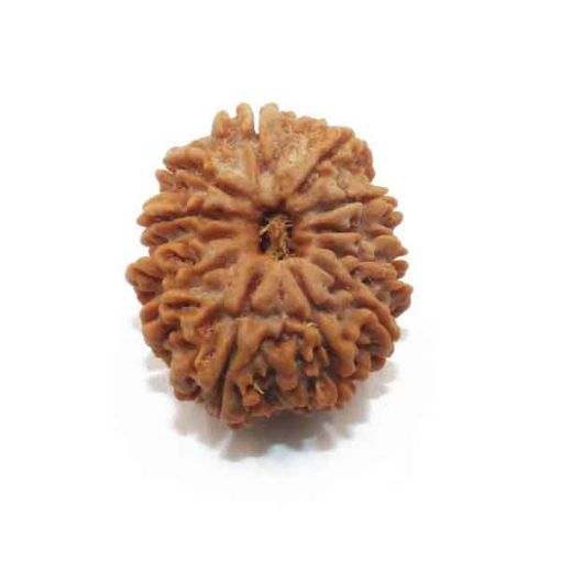 Twelve Mukhi Nepali Rudraksha