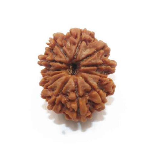 Twelve Mukhi Nepali Rudraksha
