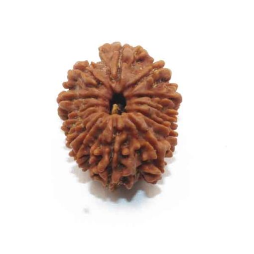 Twelve Mukhi Nepali Rudraksha