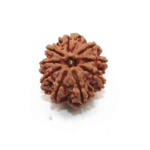 Nine Mukhi Nepali Rudraksha