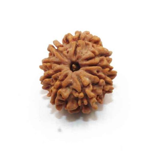 Nine Mukhi Nepali Rudraksha