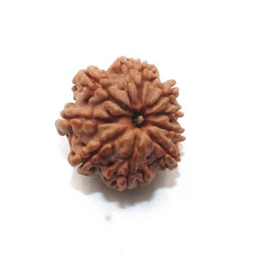 Nine Mukhi Nepali Rudraksha