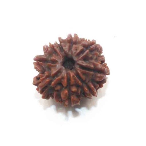 Nine Mukhi Nepali Rudraksha