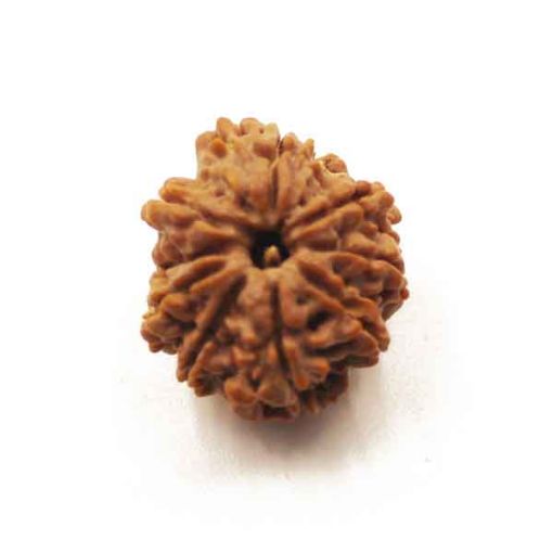 Nine Mukhi Nepali Rudraksha