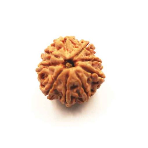 Nine Mukhi Nepali Rudraksha