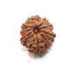 Nine Mukhi Nepali Rudraksha