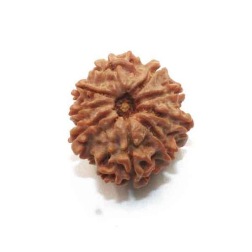 Nine Mukhi Nepali Rudraksha