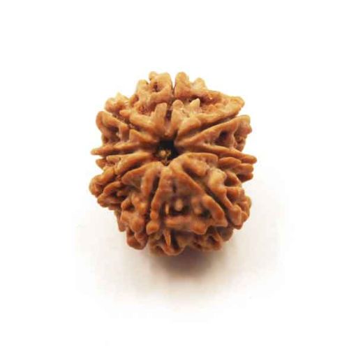 Eight Mukhi Rudraksha