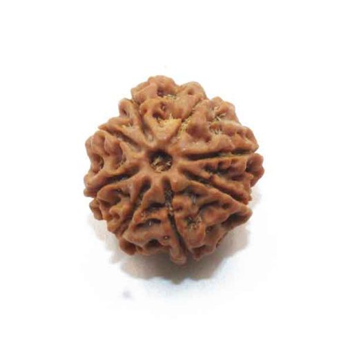 Eight Mukhi Rudraksha