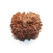 Gauri Shankar Rudraksha