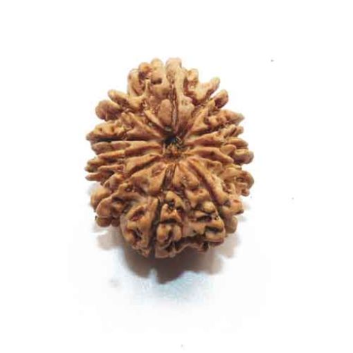 Eleven Mukhi Nepali Rudraksha