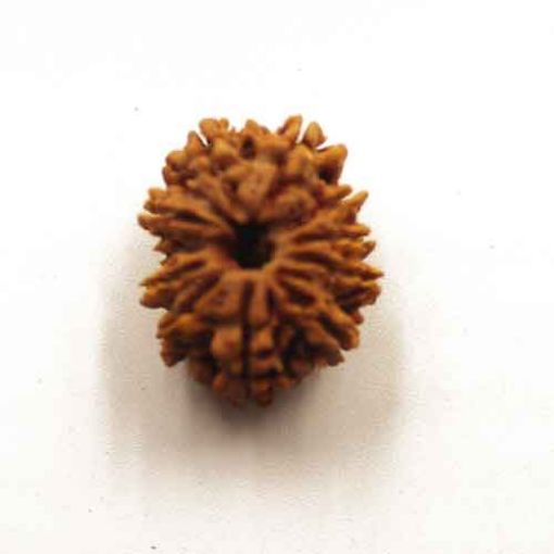 Eleven Mukhi Nepali Rudraksha