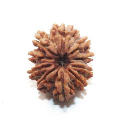 Ten Mukhi Nepali Rudraksha