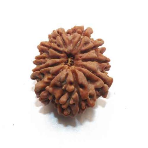 Ten Mukhi Nepali Rudraksha